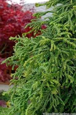 Dwarf Twisted Hinoki Cypress (Chameacyparis Obtusa 'Torulosa Nana') - 3 Gallon Pot -Shrub Plant Shop chamaecyparis obtusa torulosa nana 5