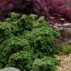 Dwarf Twisted Hinoki Cypress (Chameacyparis Obtusa 'Torulosa Nana') - 3 Gallon Pot