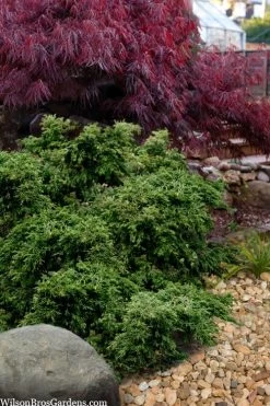 Dwarf Twisted Hinoki Cypress (Chameacyparis Obtusa 'Torulosa Nana') - 3 Gallon Pot