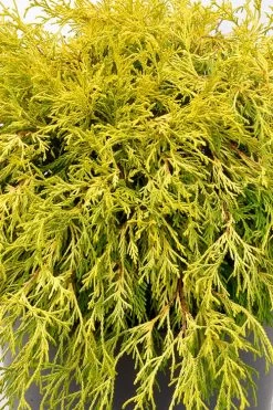 Gold Mop Threadleaf Cypress Tree (Standard Topiary) - 5 Gallon Pot 7 Gold Mop Threadleaf Cypress Tree (Standard Topiary) - 5 Gallon Pot -Shrub Plant Shop chamaecyparis pisifera gold mop single trunk topiary tree 2