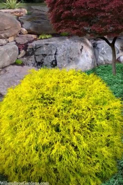 King's Gold Sawara False Cypress - 3 Gallon Pot