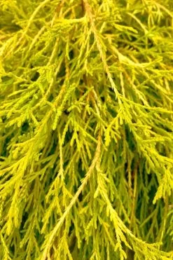 King's Gold Sawara False Cypress - 3 Gallon Pot -Shrub Plant Shop chamaecyparis pisifera kings gold false cypress 9