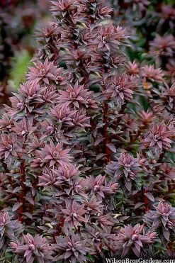 Red Star Cedar - 5 Gallon Pot -Shrub Plant Shop chamaecyparis thyoides red star cedar 8