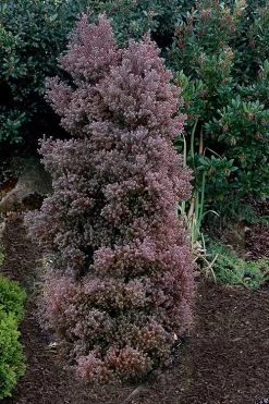 Red Star Cedar - 5 Gallon Pot -Shrub Plant Shop chamaecyparis thyoides red star white cedar 2