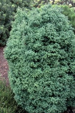 Red Star Cedar - 5 Gallon Pot -Shrub Plant Shop chamaecyparis thyoides red star white cedar 3
