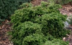 Dwarf Twisted Hinoki Cypress (Chameacyparis Obtusa 'Torulosa Nana') - 3 Gallon Pot -Shrub Plant Shop chamaecyparis torulosa nana dwarf twisted hinoki cypress 6