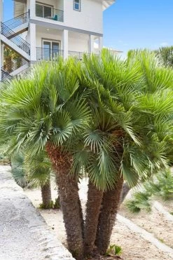 European Fan Palm - 7 Gallon Pot -Shrub Plant Shop chamaerops humilis european fan palm 101