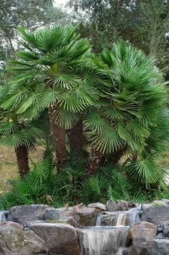 European Fan Palm - 7 Gallon Pot -Shrub Plant Shop chamaerops humilis european fan palm 102