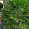 European Fan Palm - 7 Gallon Pot