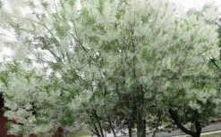 Grancy Graybeard - White Fringe Tree - 3 Gallon Pot -Shrub Plant Shop chionanthus virginicus grancy greybeard multi stem tree 4