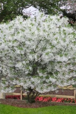 Grancy Graybeard - White Fringe Tree - 3 Gallon Pot -Shrub Plant Shop chionanthus virginicus grancy greybeard multi stem tree 6