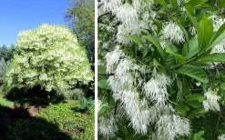 Grancy Graybeard - White Fringe Tree - 7 Gallon Pot (2-3') -Shrub Plant Shop chionanthus virginicus grancy greybeard single stem tree 1