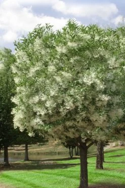 Grancy Graybeard - White Fringe Tree - 7 Gallon Pot (2-3') -Shrub Plant Shop chionanthus virginicus grancy greybeard single stem tree 2