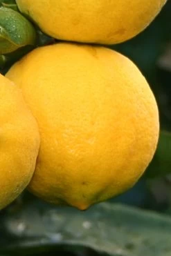 Meyer Lemon Tree (Citrus X Meyeri) - 5 Gallon Pot 9 Meyer Lemon Tree (Citrus X Meyeri) - 5 Gallon Pot -Shrub Plant Shop citrus meyeri meyer lemon tree 4