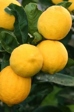 Meyer Lemon Tree (Citrus X Meyeri) - 5 Gallon Pot 8 Meyer Lemon Tree (Citrus X Meyeri) - 5 Gallon Pot -Shrub Plant Shop citrus meyeri meyer lemon tree 5
