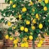 Meyer Lemon Tree (Citrus X Meyeri) - 5 Gallon Pot