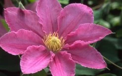 Abilene Clematis - 1 Gallon Pot -Shrub Plant Shop clematis abilene 12