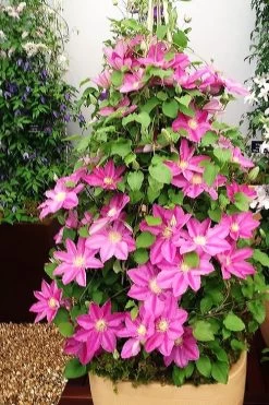 Abilene Clematis - 1 Gallon Pot -Shrub Plant Shop clematis abilene 13