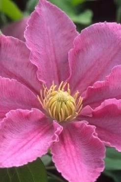 Abilene Clematis - 1 Gallon Pot -Shrub Plant Shop clematis abilene 500x750 1