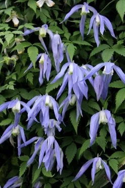 Blue Dancer Clematis - 1 Gallon Pot -Shrub Plant Shop clematis alpina blue dancer 3
