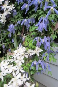 Blue Dancer Clematis - 1 Gallon Pot -Shrub Plant Shop clematis alpina blue dancer 5