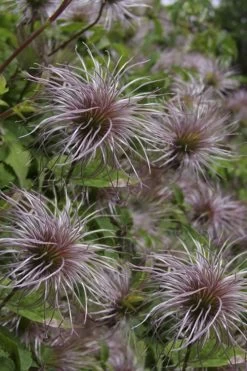 Blue Dancer Clematis - 1 Gallon Pot -Shrub Plant Shop clematis alpina blue dancer 8