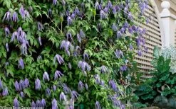 Blue Dancer Clematis - 1 Gallon Pot -Shrub Plant Shop clematis alpina blue dancer 9