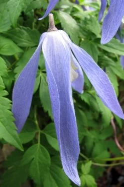 Blue Dancer Clematis - 1 Gallon Pot -Shrub Plant Shop clematis blue dancer 1