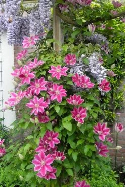 Dr. Ruppel Clematis - 1 Gallon Pot -Shrub Plant Shop clematis dr ruppel 12