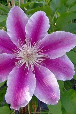 Dr. Ruppel Clematis - 1 Gallon Pot -Shrub Plant Shop clematis dr ruppel 2