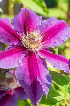 Dr. Ruppel Clematis - 1 Gallon Pot -Shrub Plant Shop clematis dr ruppel 3