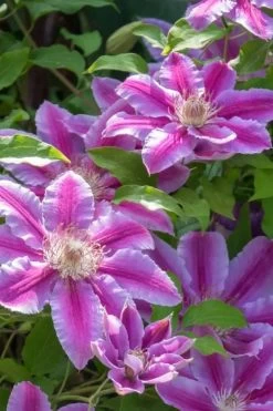Dr. Ruppel Clematis - 1 Gallon Pot -Shrub Plant Shop clematis dr ruppel 4