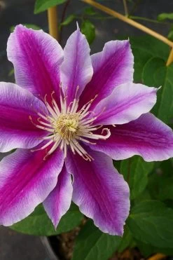 Dr. Ruppel Clematis - 1 Gallon Pot -Shrub Plant Shop clematis dr ruppel 7