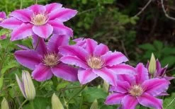 Dr. Ruppel Clematis - 1 Gallon Pot -Shrub Plant Shop clematis dr ruppel 8