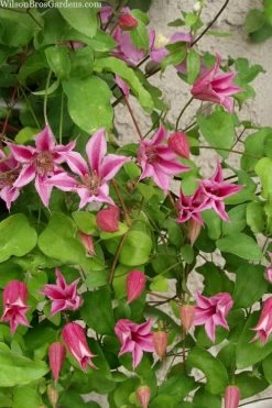 Duchess Of Albany Clematis - 1 Gallon Pot -Shrub Plant Shop clematis duchess of albany 7