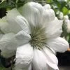 Duchess Of Edinburgh Clematis - 2 Gallon Pot