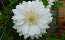 Duchess Of Edinburgh Clematis - 2 Gallon Pot -Shrub Plant Shop clematis duchess of edinburgh 6