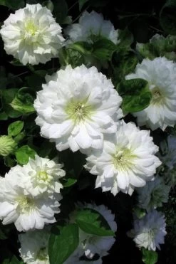 Duchess Of Edinburgh Clematis - 2 Gallon Pot -Shrub Plant Shop clematis duchess of edinburgh 7