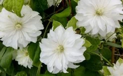 Duchess Of Edinburgh Clematis - 2 Gallon Pot -Shrub Plant Shop clematis duschess of edinburgh 3