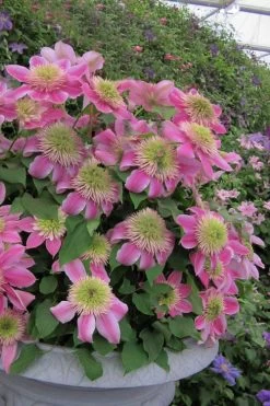 Empress Clematis - 1 Gallon Pot -Shrub Plant Shop clematis empress 4