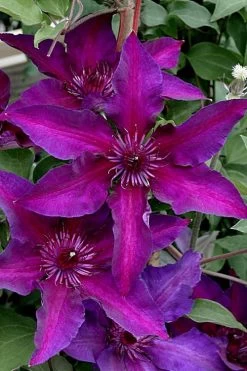 Fleuri Clematis - 1 Gallon Pot -Shrub Plant Shop clematis fleuri 11