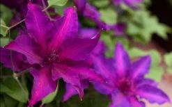 Fleuri Clematis - 1 Gallon Pot -Shrub Plant Shop clematis fleuri 19