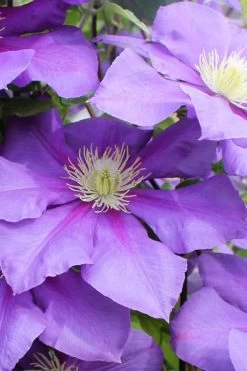 General Sikorski Clematis - 1 Gallon Pot -Shrub Plant Shop clematis general sikorski 6