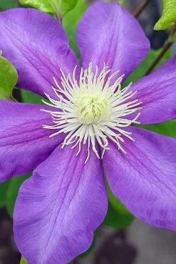General Sikorski Clematis - 1 Gallon Pot -Shrub Plant Shop clematis general sikorski 8