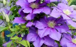 General Sikorski Clematis - 1 Gallon Pot -Shrub Plant Shop clematis general sikorski 9