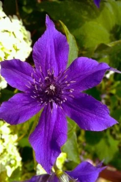 Guiding Promise Clematis - 1 Gallon Pot -Shrub Plant Shop clematis guiding promise 1
