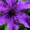 Guiding Promise Clematis - 1 Gallon Pot