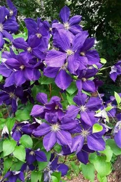 Jackmanii Superba Clematis - 1 Gallon Pot -Shrub Plant Shop clematis jackmanii superba 3