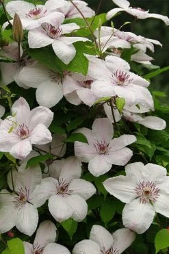 John Paul II Clematis - 1 Gallon Pot -Shrub Plant Shop clematis john paul II 11