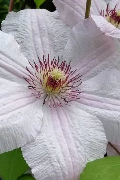 John Paul II Clematis - 1 Gallon Pot -Shrub Plant Shop clematis john paul II 12